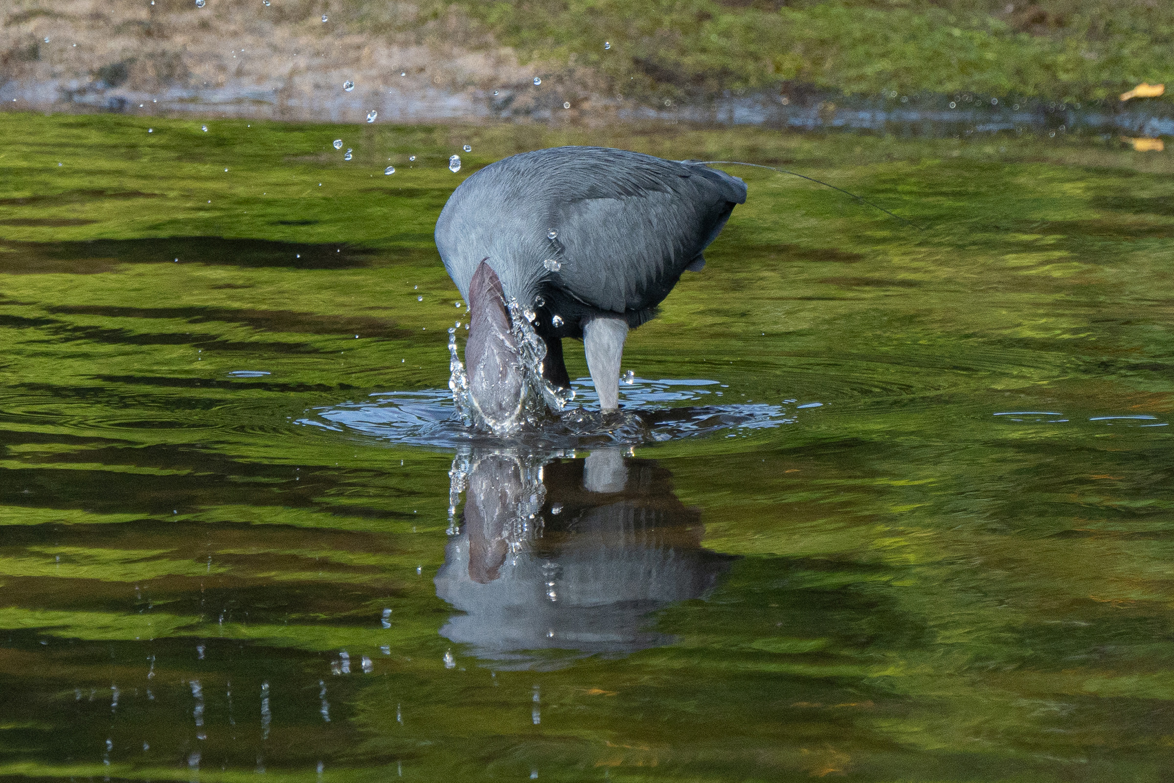blue heron, feeding